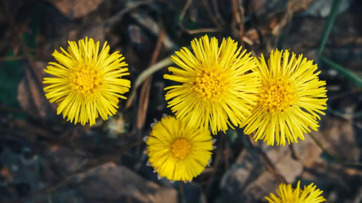 Coltsfoot Extract
