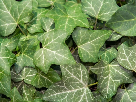 Ivy Extract